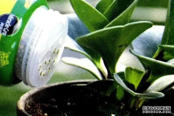 花卉施肥方法，不同種類對肥料的要求不同