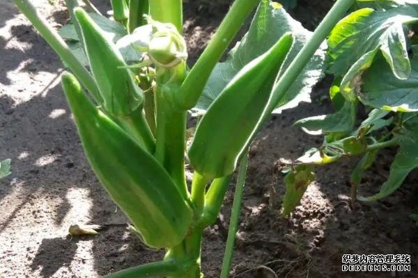 盆栽黃秋葵種植技術(shù)，花盆越寬大越好