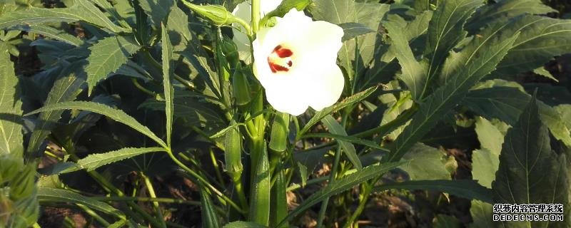 盆栽黃秋葵種植技術(shù)，花盆越寬大越好