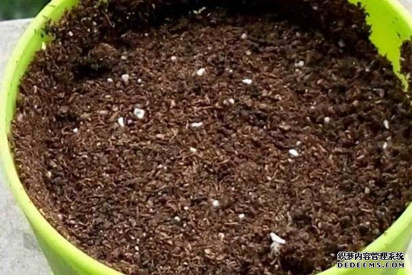 盆栽黃秋葵種植技術(shù)，花盆越寬大越好