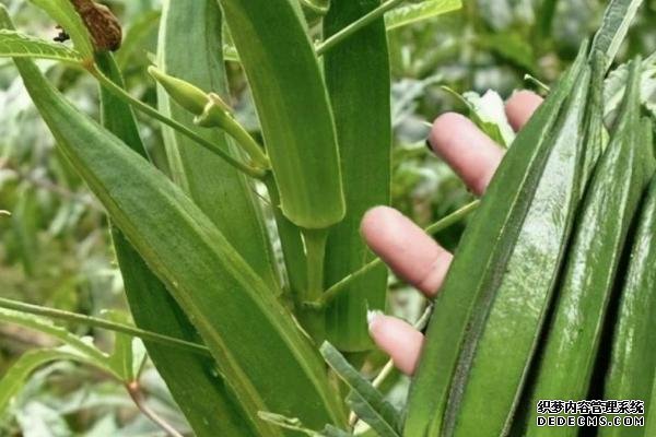 盆栽黃秋葵種植技術(shù)，花盆越寬大越好