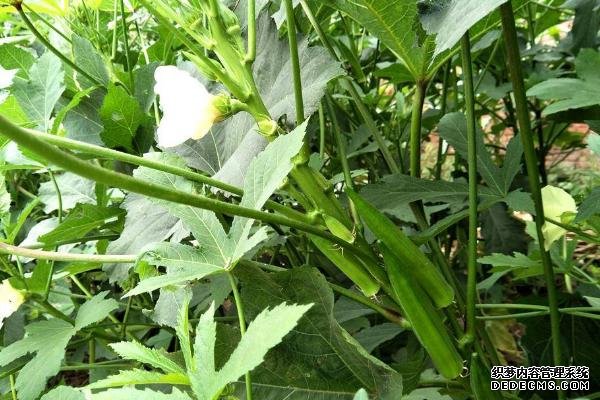 盆栽黃秋葵種植技術(shù)，花盆越寬大越好