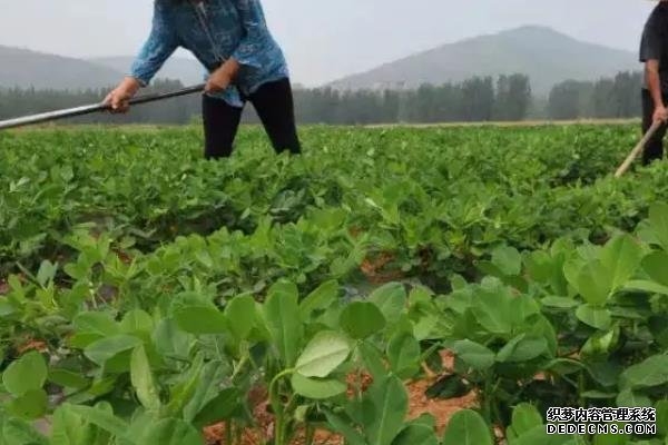 花生何時(shí)打三遍藥，附花生基本介紹