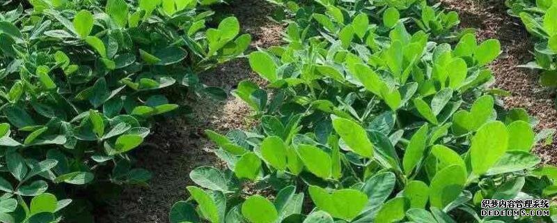 花生何時(shí)打三遍藥，附花生基本介紹